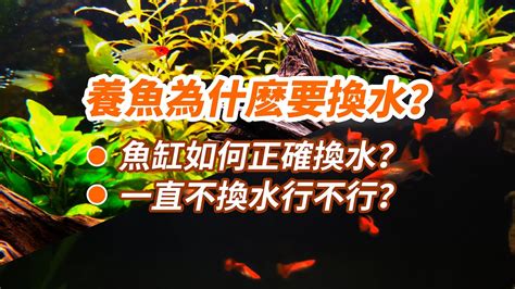 如何養魚不會死